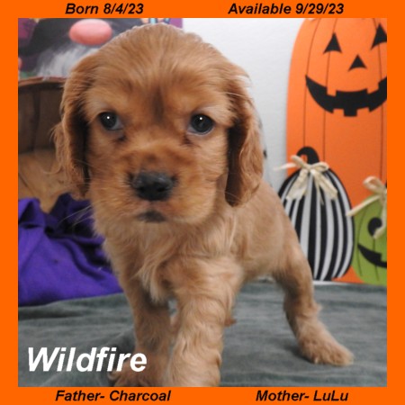 puppy, for, sale, Cocker Spaniel, Joe & Cherri  Overlease, dog, breeder, Miller, MO, dog-breeder, puppy-for-sale, forsale, nearby, find, puppyfind, locator, puppylocator, aca